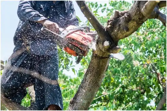 tree services Ravia